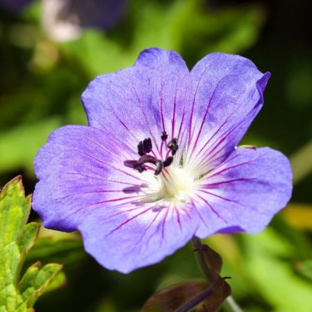 Ooievaarsbek 'Rozanne'