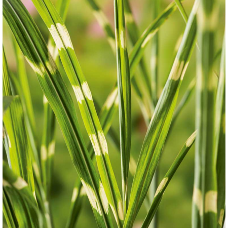 Prachtriet 'Strictus