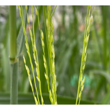 Vingergras 'Northwind'