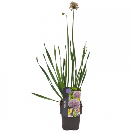 Sierui 'Bubble Bath'