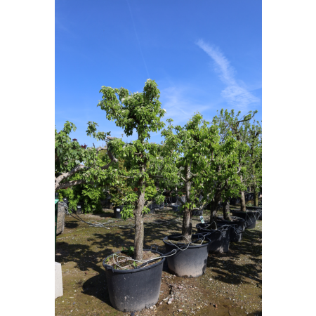 Pyrus comm 'Gieser Wildeman' 30+ C130