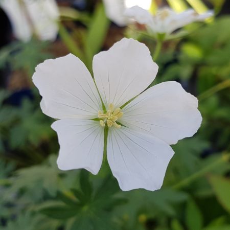 Geranium 'Album'