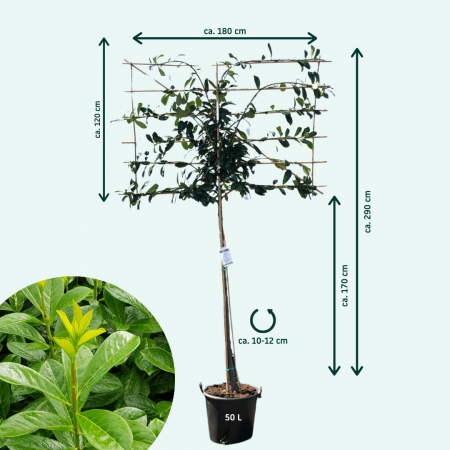 Laurierkers 'Novita' Leiboom