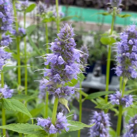 Dropplant 'Blue Fortune'