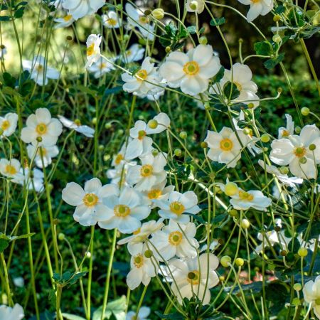 Japanse anemoon 'Honorine Jobert'