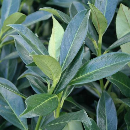 Voordeelbox Laurierkers 'Caucasica'