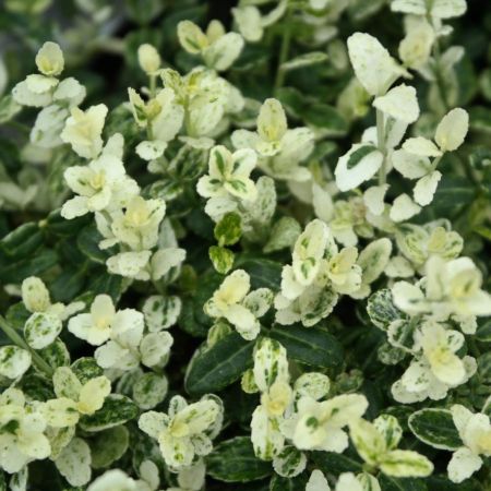 Japanse Kardinaalshoed 'Silverstone'