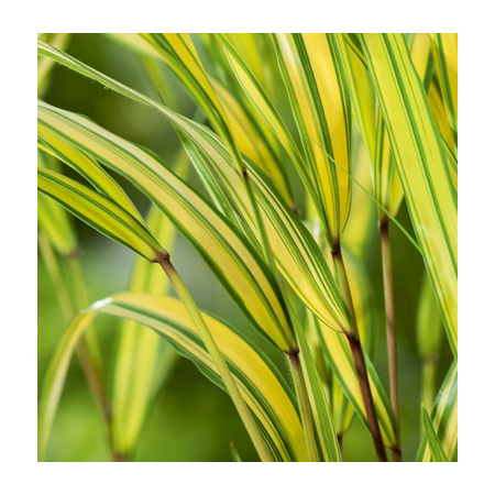 Japans Berggras 'Aureola'
