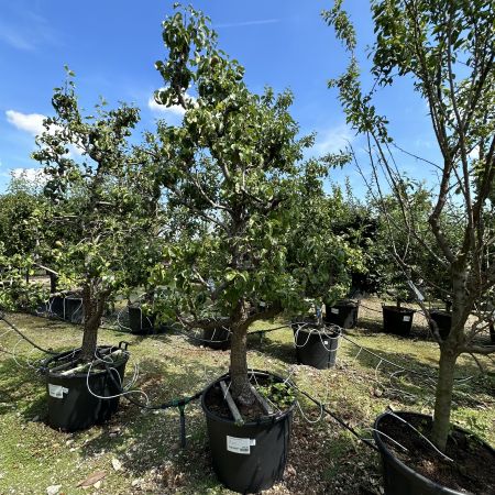 Oude perenboom laagstam 'Conference'
