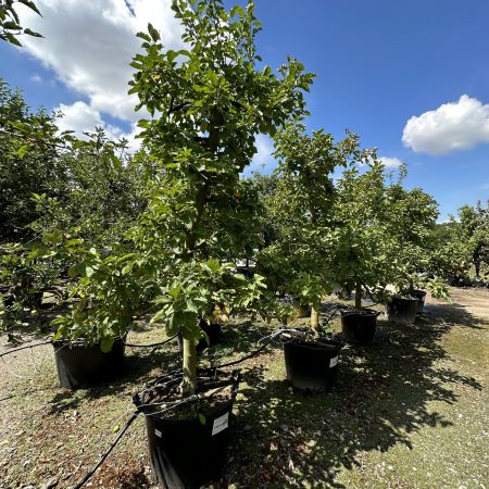 Oude Appelboom 'Rode Boskoop'
