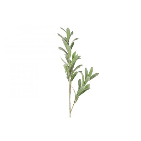 Viscum album groen L11B11H70CM