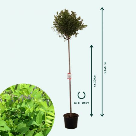 Bol Sierkers 'Umbraculifera'