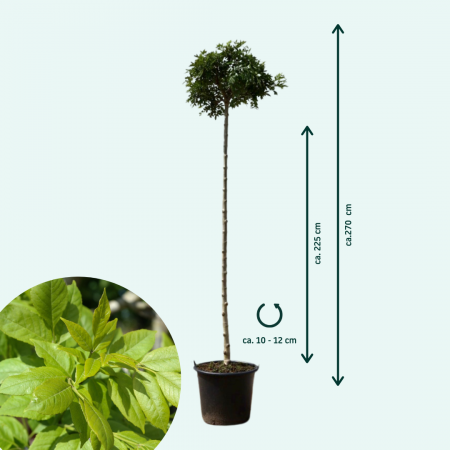 Boles 'Mecsek'