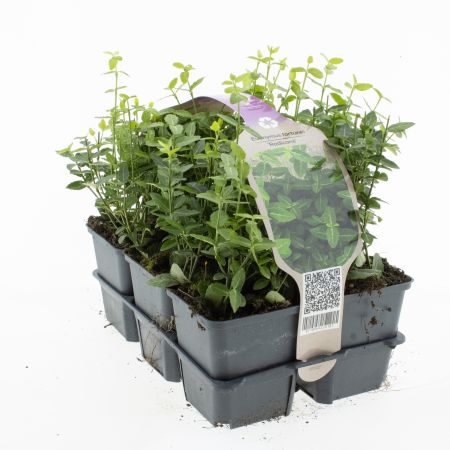 Japanse Kardinaalshoed 'Radicans' sixpack