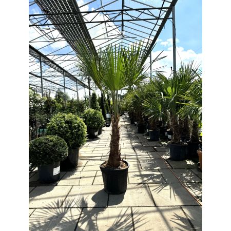 Chinese Waaierpalm stam 40-50cm