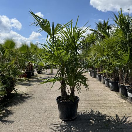 Meerstammige Chinese Waaierpalm 