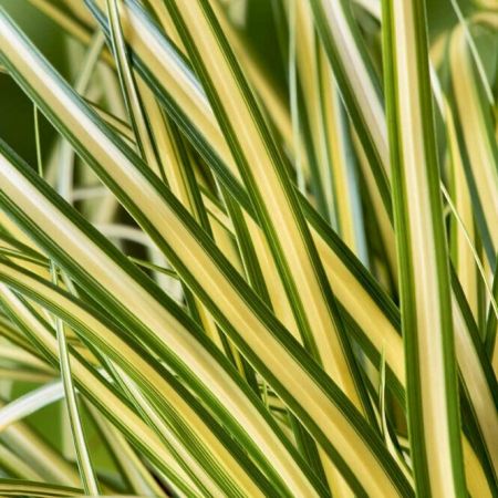 Japanse Zegge 'Evergold'
