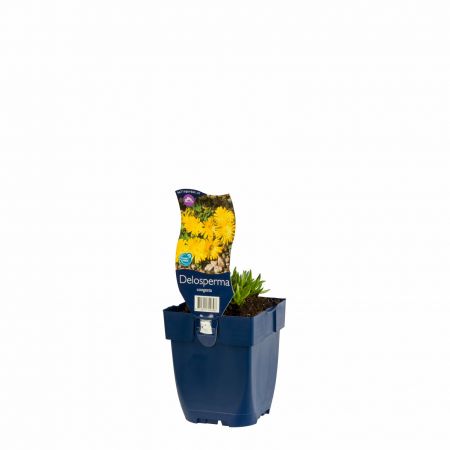 Ijsbloem
