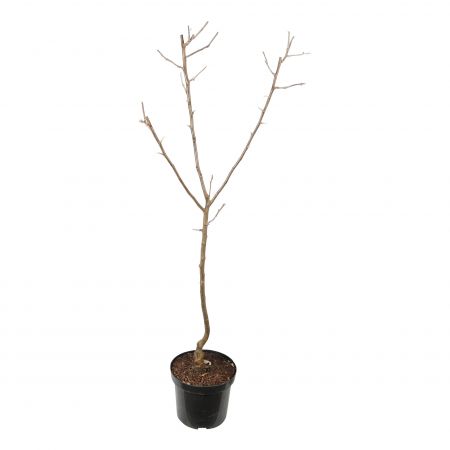 Malus d. 'Golden Delicious'