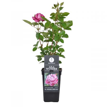 Topkwaliteit rozen kopen budgetprijzen: Budgetplant