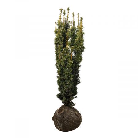 Venijnboom 'David' 80-100 cm