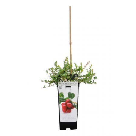 Vaccinium m. Cranberry 'Pilgrim'