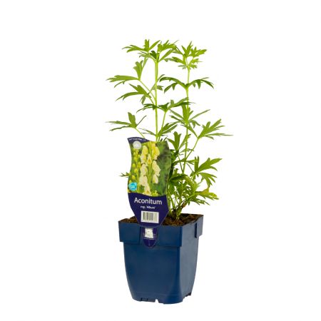 Aconitum napellus 'Album'