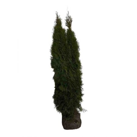 Westerse Levensboom 'Smaragd' 140-160 cm 