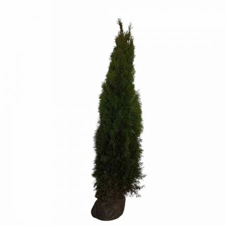 Westerse Levensboom 'Smaragd' 160-180 cm
