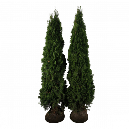Westerse Levensboom 'Smaragd' 180-200 cm