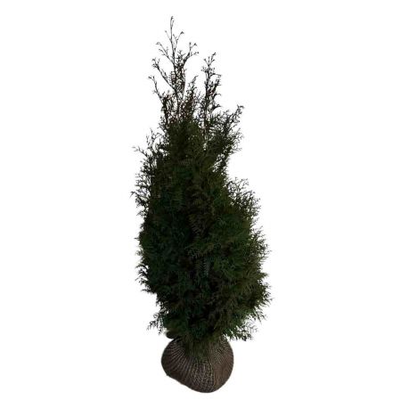 Reuzenlevensboom 'Excelsa' 120-140 cm