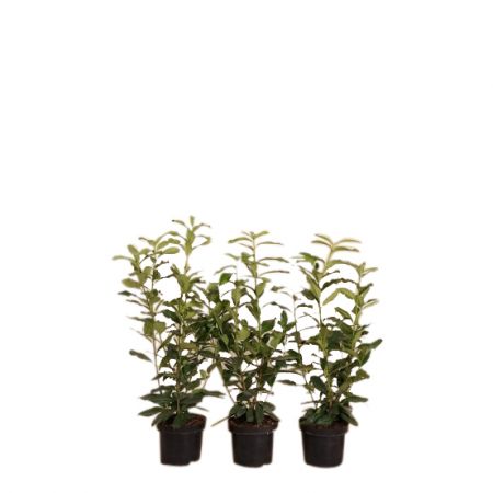 Laurierkers 'Genolia' 60-80 cm