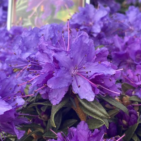 Rhododendron 'Maggie'