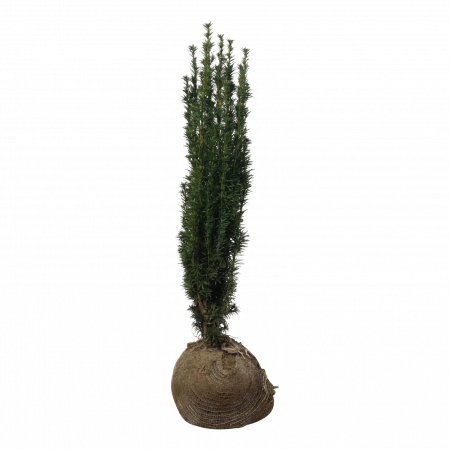 Venijnboom Fastigiata Robusta 60-80 cm