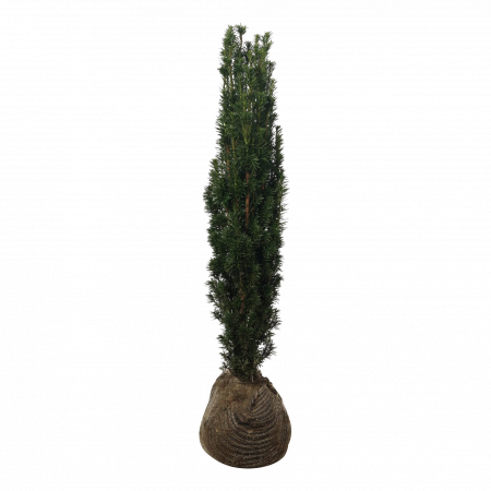 Venijnboom 'Fastigiata Robusta' 80-100 cm
