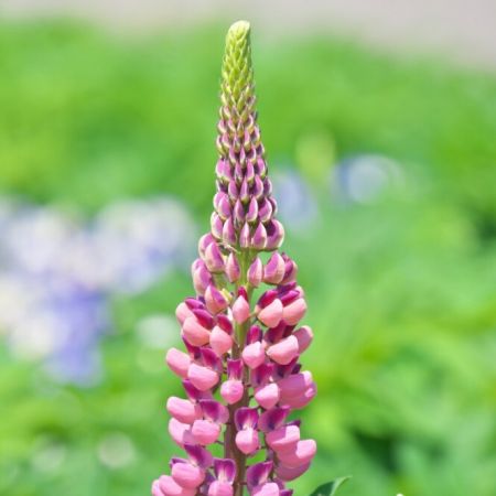Lupine 'The Chatelaine'