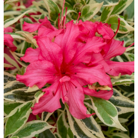 Dwerg Rhododendron 'Bollywood'