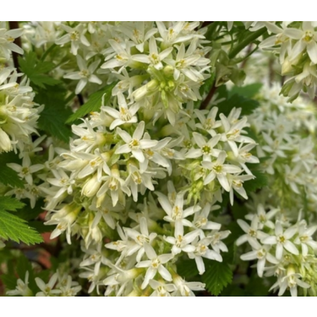 Ribes sanguineum 'Oregon Snowflake' 