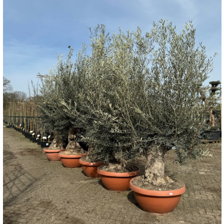 Olea europea bonsai tarrina