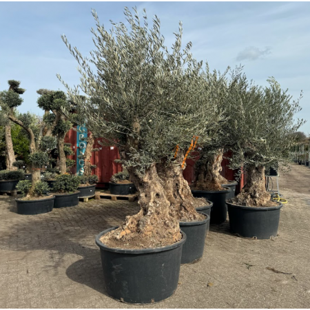 Olea europea bonsai