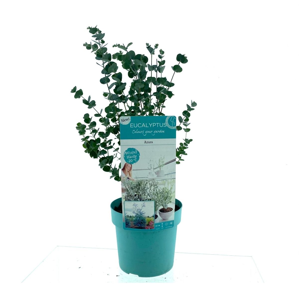 Op zoek naar Eucalyptus?