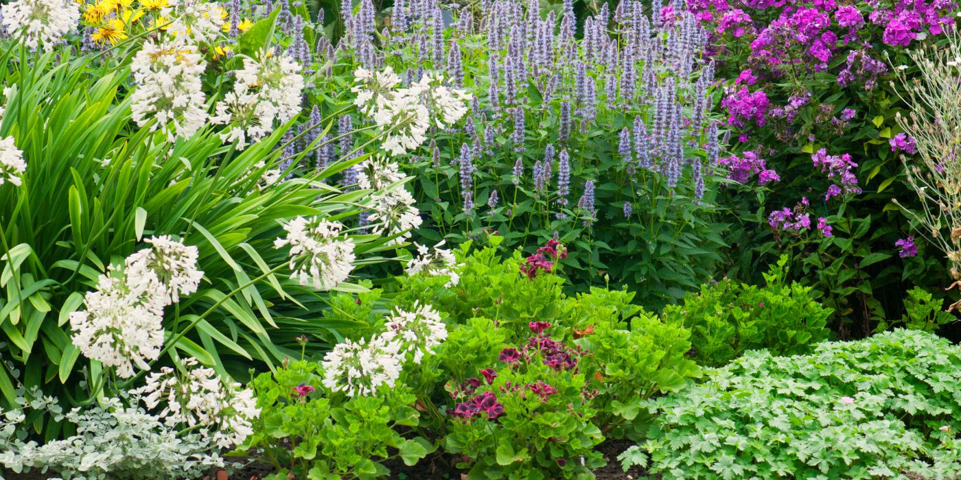 Vaste planten in je tuin: welke soorten zijn er? | Budgetplant