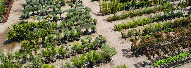 Haagplanten bij Budgetplant – scherp geprijsd, online bestellen of kopen in de winkel Diverse haagplanten bij Budgetplant, scherp geprijsd en verkrijgbaar online of in de winkel