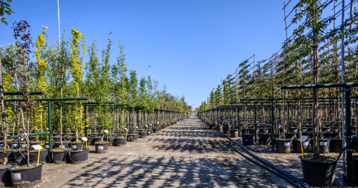 Boomkwekerij van Budgetplant in Venlo met een ruim aanbod scherp geprijsde bomen zoals leibomen, dakbomen en bolbomen.