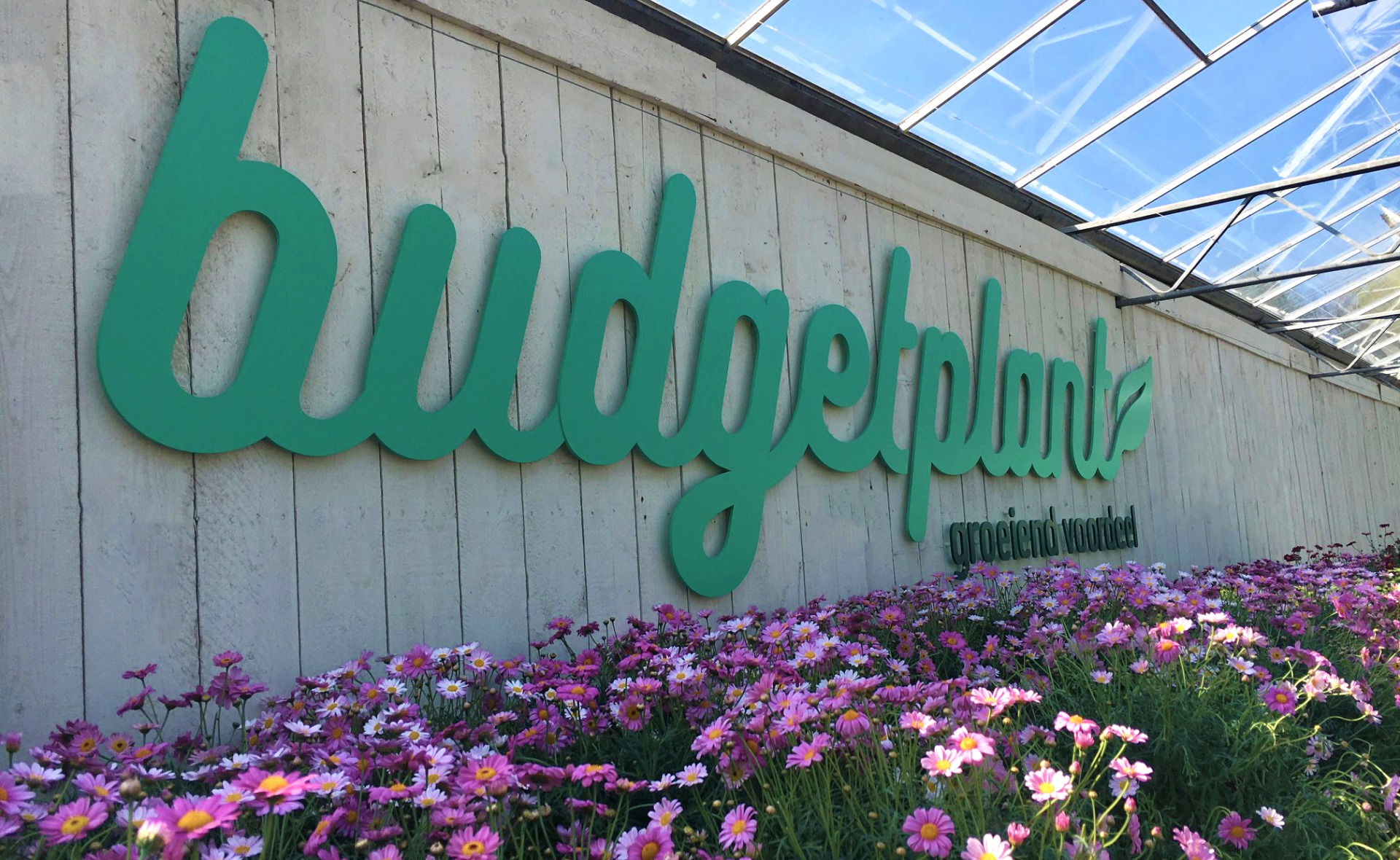 Leibomen planten kopen bij Budgetplant