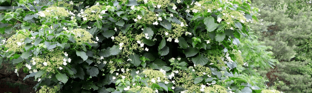 klimhortensia snoeien