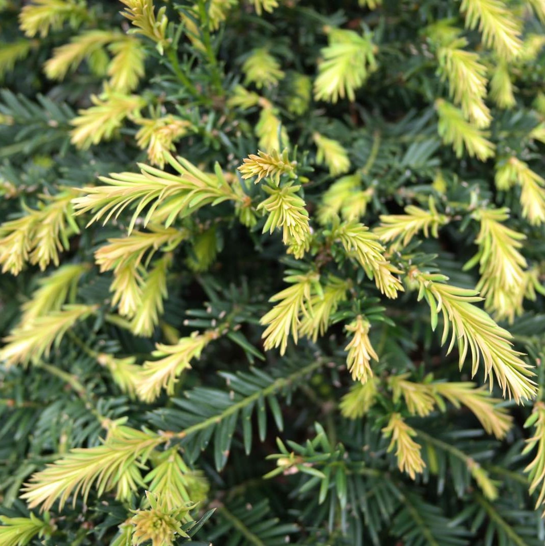 Taxus baccata